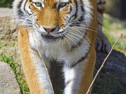 Tiger Animal Big-cat Predator Wildlife