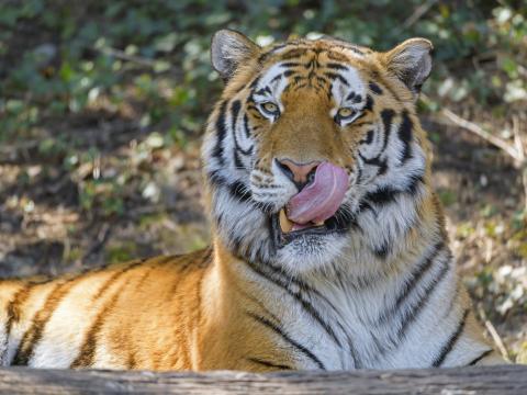 Tiger Animal Glance Protruding-tongue Big-cat