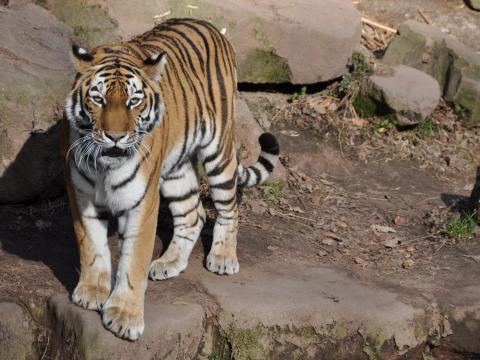 Tiger Animal Predator Glance Roar