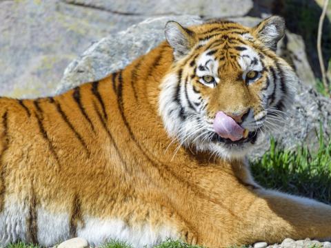 Tiger Animal Predator Protruding-tongue
