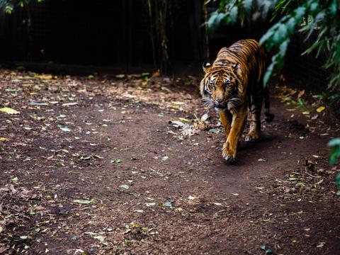 Tiger Animal Predator Roar Big-cat