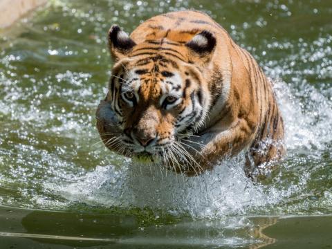Tiger Animal Predator Water Big-cat