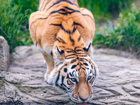 Tiger Animal Protruding-tongue Big-cat