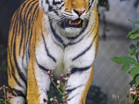 Tiger Animal Roar Predator Big-cat