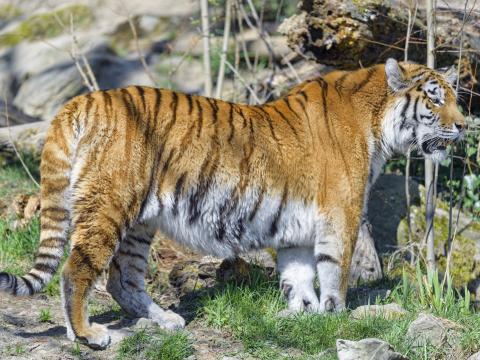 Tiger Glance Animal Predator Big-cat