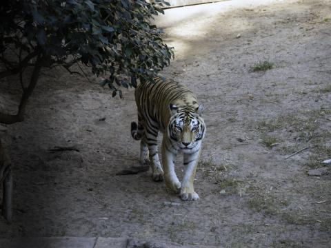 Tiger Glance Animal Predator Tree