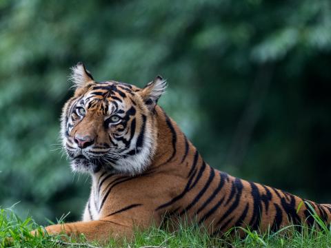 Tiger Predator Animal Big-cat Glance