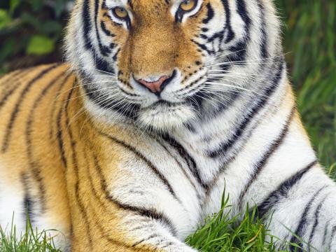 Tiger Predator Glance Animal