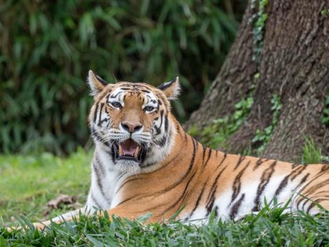 Tiger Roar Animal Predator Big-cat