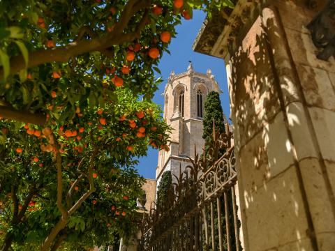 Tower Architecture Tree Citrus