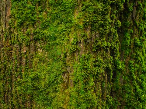 Tree Bark Moss Texture