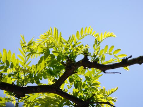 Tree Branch Leaves Macro Green