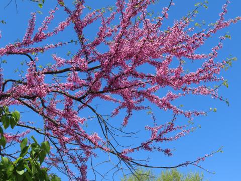 Tree Branches Flowers Pink Bloom