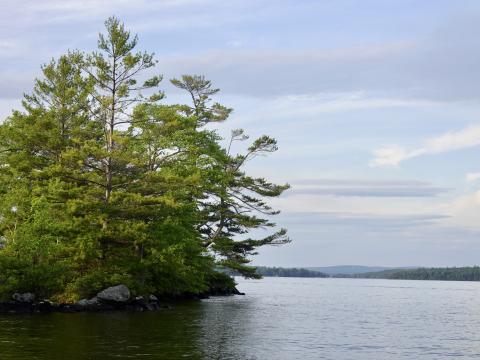 Tree Branches Lake Waves Landscape