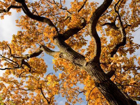 Tree Branches Leaves Autumn Yellow