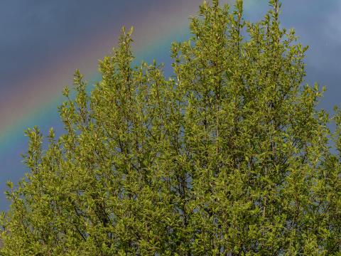 Tree Branches Leaves Rainbow Nature