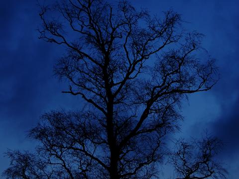 Tree Branches Silhouette Night Sky Dark
