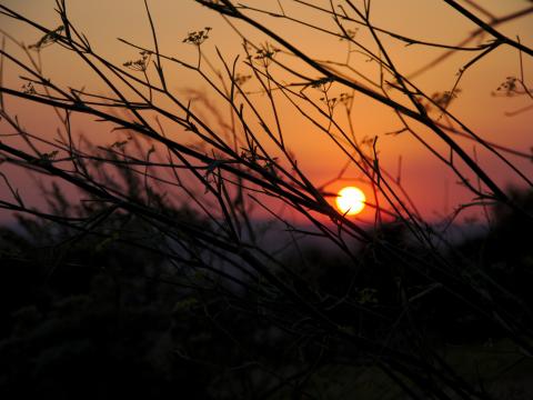 Tree Branches Sun Sunset Dark