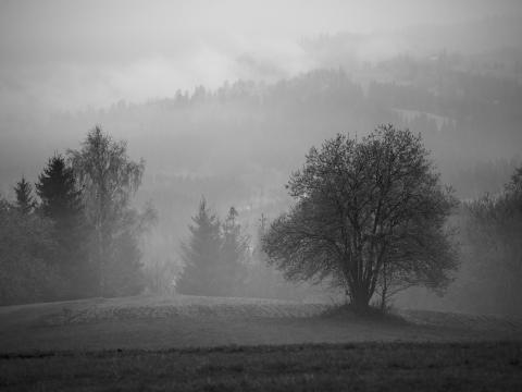 Tree Field Fog Landscape Black-and-white