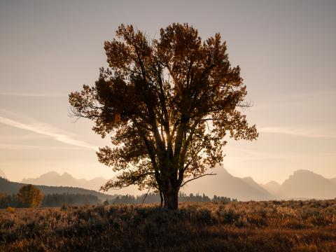 Tree Field Sun Twilight Landscape