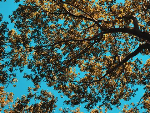 Tree Leaves Sky Nature