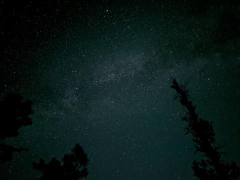 Tree Silhouette Sky Stars Dark