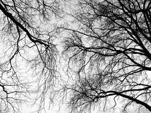 Trees Branches Sky Black-and-white