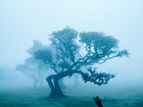 Trees Field Fog Landscape