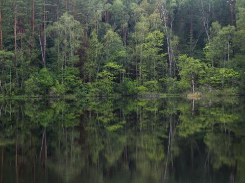 Trees Forest Lake Reflection Landscape Nature