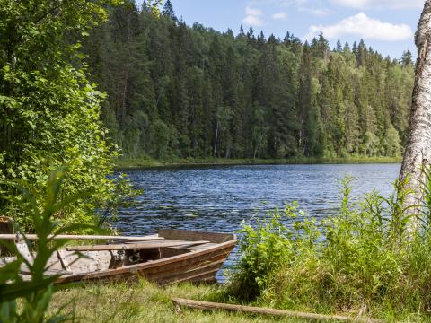 Trees Lake Boat Nature Landscape