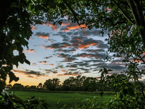 Trees Leaves Field Twilight Landscape