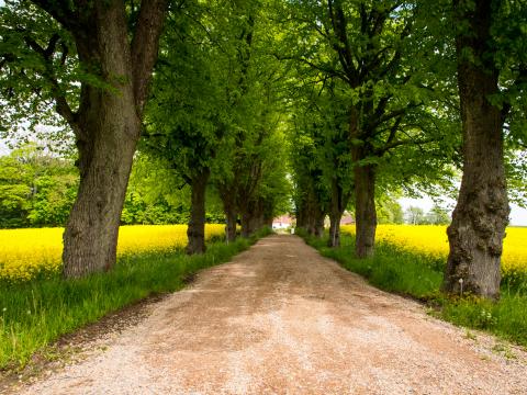 Trees Path Field Landscape Nature