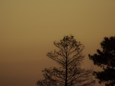 Trees Silhouettes Dusk Sunset Nature