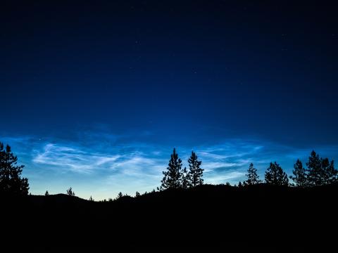 Trees Silhouettes Night Dusk Dark