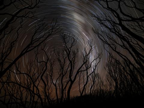 Trees Silhouettes Stars Rotation Long-exposure Dark