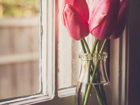 Tulips Flowers Jar Window