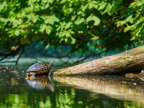 Turtle Water Log Reflection