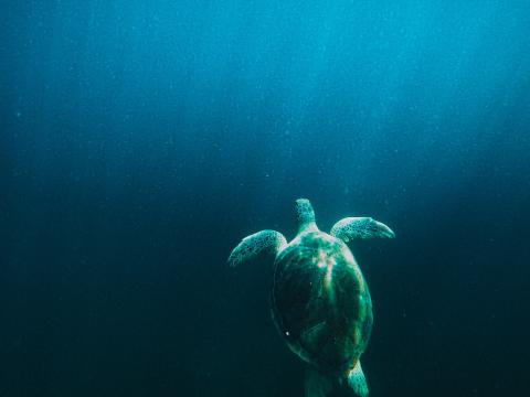Turtle Water Under-water Light Rays