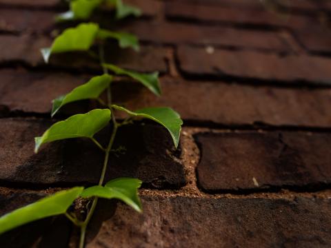 Vine Leaves Wall Bricks Macro