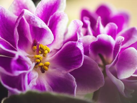 Violet Flower Petals Macro Pink