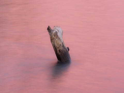Water Log Pink Minimalism Nature