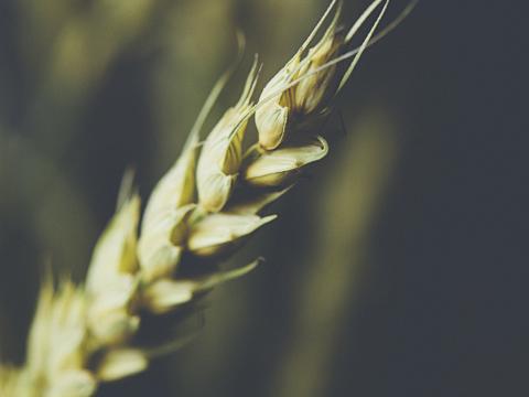 Wheat Ear Grain Macro