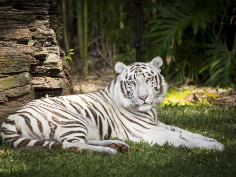 White-tiger Tiger Animal Predator Albino White Wildlife