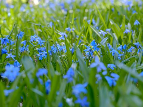 Wild-flowers Flowers Field Plants Blue Macro