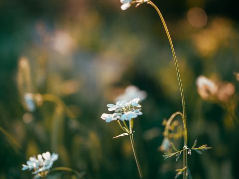 Wild-flowers Flowers Plants Macro