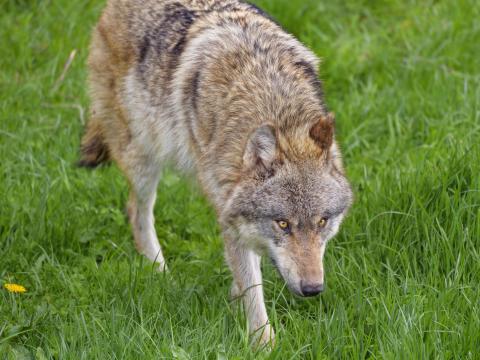 Wolf Animal Predator Glance