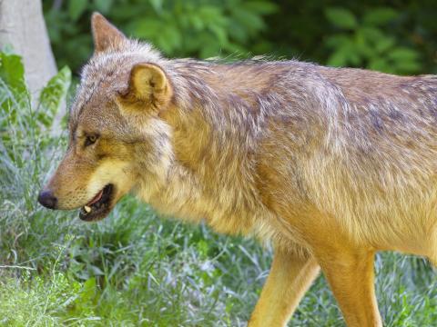 Wolf Animal Predator Glance Grass Wildlife