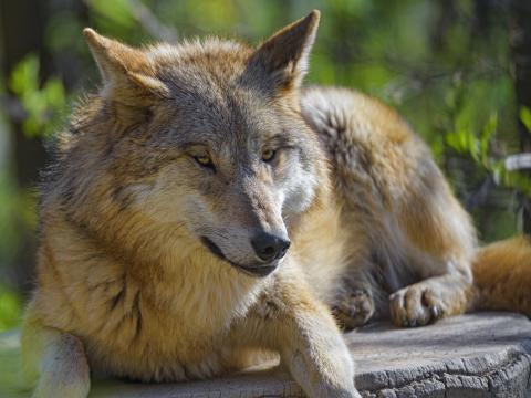 Wolf Animal Predator Glance Wildlife