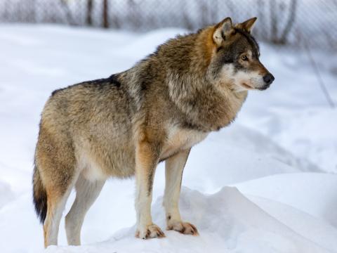 Wolf Animal Predator Snow Winter