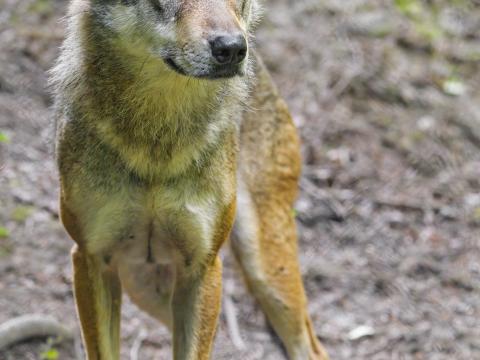 Wolf Predator Animal Wildlife Glance